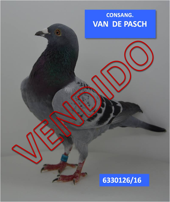 pombos - produtos para pombos - produtos para columbofilia