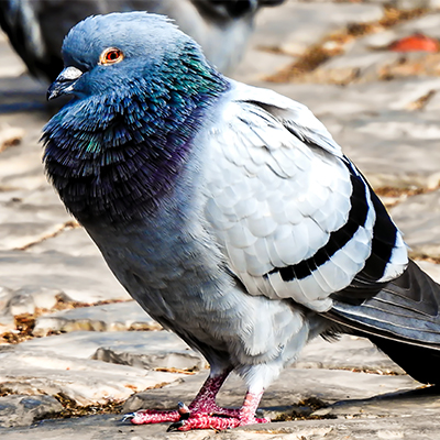 Pigeons 1